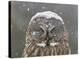 Great Grey Owl Winter Portrait-Mircea Costina-Stretched Canvas