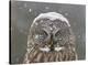 Great Grey Owl Winter Portrait-Mircea Costina-Stretched Canvas