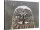 Great Grey Owl Winter Portrait-Mircea Costina-Stretched Canvas