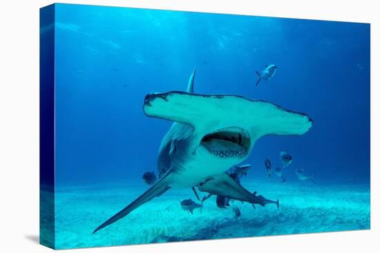 Great hammerhead shark, Bimini, Bahamas, Caribbean Sea-David Hall-Premier Image Canvas