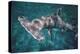Great Hammerhead Shark-null-Premier Image Canvas