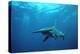 Great Hammerhead Shark-null-Premier Image Canvas