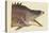 Great Hog Fish-Mark Catesby-Stretched Canvas