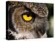 Great Horned Owl, Alaska Zoo, Anchorage, Alaska, USA-Steve Kazlowski-Premier Image Canvas
