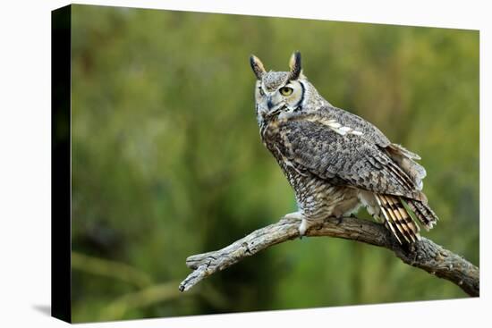Great Horned Owl, also known as the Tiger Owl-Richard Wright-Premier Image Canvas