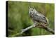 Great Horned Owl, also known as the Tiger Owl-Richard Wright-Premier Image Canvas