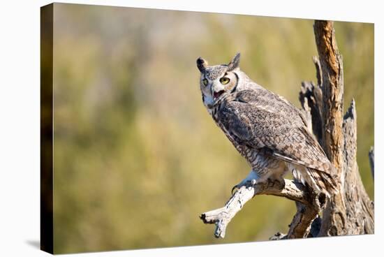 Great-Horned Owl , Arizona-Birdiegal-Premier Image Canvas