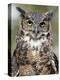 Great Horned Owl (Bubo Virginianus) in Captivity, Wasilla, Alaska, USA-James Hager-Premier Image Canvas