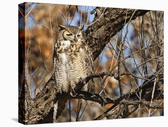 Great Horned Owl (Bubo Virginianus) Sleeping on Perch in Willow Tree, New Mexico, USA-Larry Ditto-Premier Image Canvas