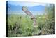 Great Horned Owl in Flight, also known as the Tiger Owl-Richard Wright-Premier Image Canvas