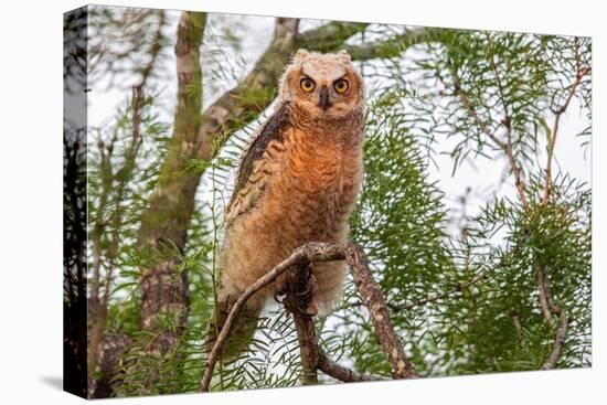 Great horned owl perched on branch, Texas, USA-Karine Aigner-Premier Image Canvas