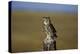 Great Horned Owl Perching on Post-W. Perry Conway-Premier Image Canvas