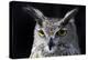 Great horned owl portrait-Charles Bowman-Premier Image Canvas