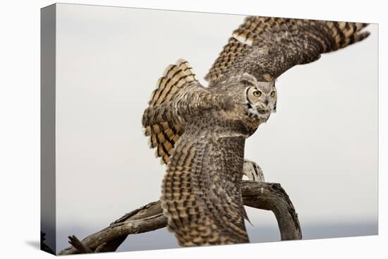 Great Horned Owl, Sonora Desert , Tucson, Arizona, Usa-Chuck Haney-Premier Image Canvas