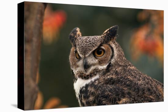 Great Horned Owl with Blurred Autumn Foliage-W^ Perry Conway-Premier Image Canvas