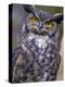 Great Horned Owl-Janis Miglavs-Premier Image Canvas