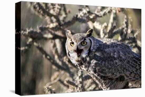 Great Horned Owl-BLFInk-Premier Image Canvas