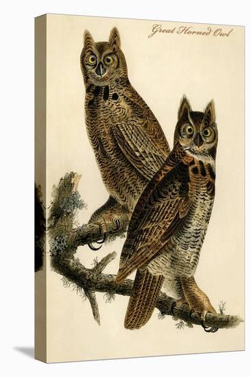 Great Horned Owl-John James Audubon-Stretched Canvas