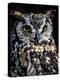 Great Horned Owl-Steven Maxx-Premier Image Canvas