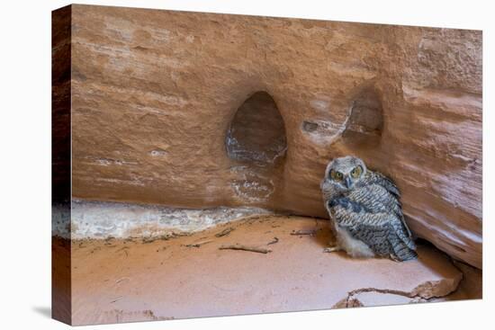 Great Horned Owlet in Buckskin Slot Canyon, Vermillion Cliffs, Utah-Howie Garber-Premier Image Canvas