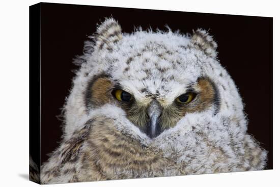 Great Horned Owlet-Ken Archer-Premier Image Canvas