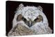 Great Horned Owlet-Ken Archer-Premier Image Canvas