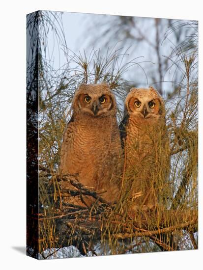 Great Horned Owlets on Tree Limb, De Soto, Florida, USA-Arthur Morris-Premier Image Canvas