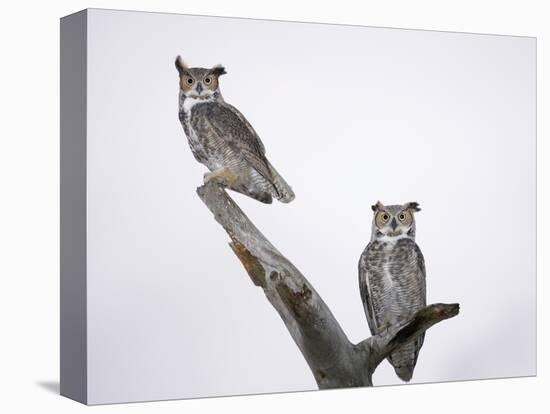 Great Horned Owls on Branch-Arthur Morris-Premier Image Canvas