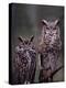 Great Horned Owls, Washington, USA-Charles Sleicher-Premier Image Canvas