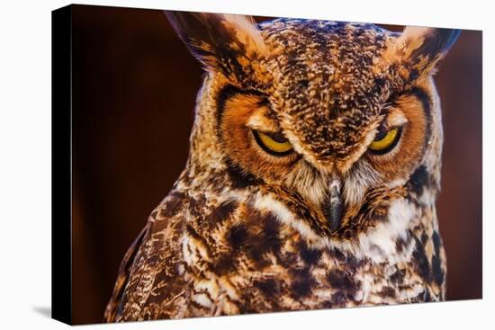 Great Horned Own-duallogic-Premier Image Canvas