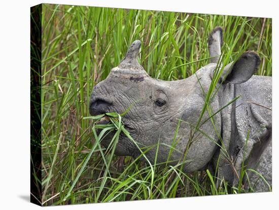 Great Indian One-Horned Rhino Feeds on Swamp Grass in Kaziranga National Park, World Heritage Site-Nigel Pavitt-Premier Image Canvas