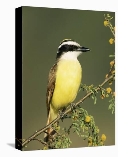 Great Kiskadee, Texas, USA-Rolf Nussbaumer-Premier Image Canvas