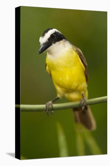 Great Kiskadee-Mary Ann McDonald-Premier Image Canvas