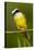 Great Kiskadee-Mary Ann McDonald-Premier Image Canvas