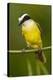 Great Kiskadee-Mary Ann McDonald-Premier Image Canvas