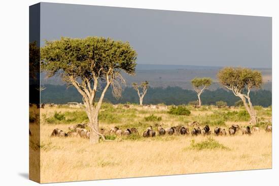 Great Migration of Wildebeests, Masai Mara National Reserve, Kenya-null-Stretched Canvas