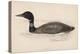 Great Northern Diver (Colymbus Glacialis) Also Known as the Immer- or Ember-Goose-Reverend Francis O. Morris-Stretched Canvas