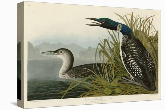 Great Northern Diver or Loon-John James Audubon-Stretched Canvas