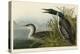 Great Northern Diver or Loon-John James Audubon-Stretched Canvas