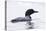 Great Northern Diver-null-Premier Image Canvas
