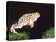 Great Plains Toad Jumping, Native to Western USA-David Northcott-Premier Image Canvas