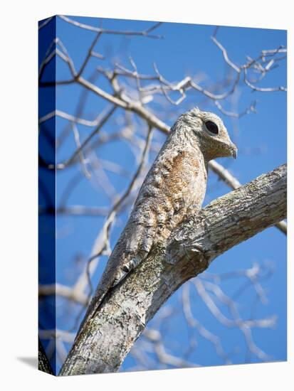 Great Potoo (Nyctibius Grandis) Perched, Pantanal Brazil-Wim van den Heever-Premier Image Canvas