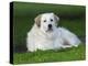 Great Pyrenees or Pyrenean Mountain Dog-Maresa Pryor-Premier Image Canvas