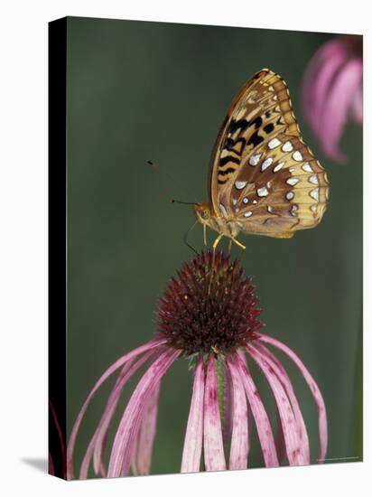 Great Spangled Fritillary on Pale Purple Coneflower-Adam Jones-Premier Image Canvas