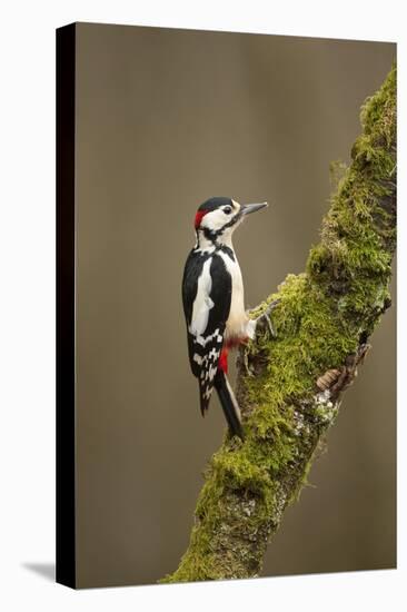 Great Spotted Woodpecker (Dendrocopos Major). Scotland, UK, February-Mark Hamblin-Premier Image Canvas