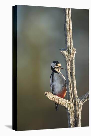 Great spotted woodpecker (Dendrocopos major), Sweden, Scandinavia, Europe-Janette Hill-Premier Image Canvas