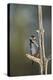 Great spotted woodpecker (Dendrocopos major), Sweden, Scandinavia, Europe-Janette Hill-Premier Image Canvas