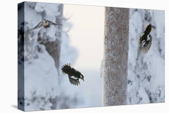 Great spotted woodpecker three flying in snowy woodland,, Kuusamo, Finland-Markus Varesvuo-Premier Image Canvas