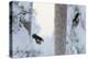 Great spotted woodpecker three flying in snowy woodland,, Kuusamo, Finland-Markus Varesvuo-Premier Image Canvas