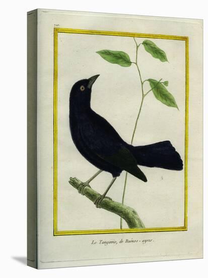 Great-Tailed Grackle-Georges-Louis Buffon-Premier Image Canvas